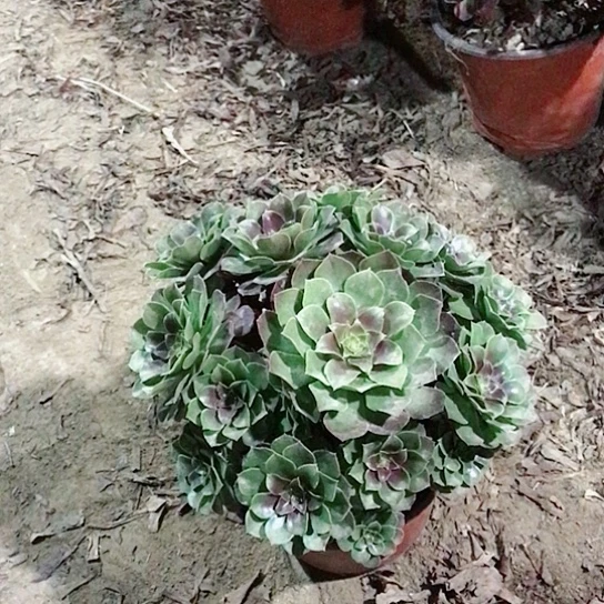 点***点万圣节法师00000028