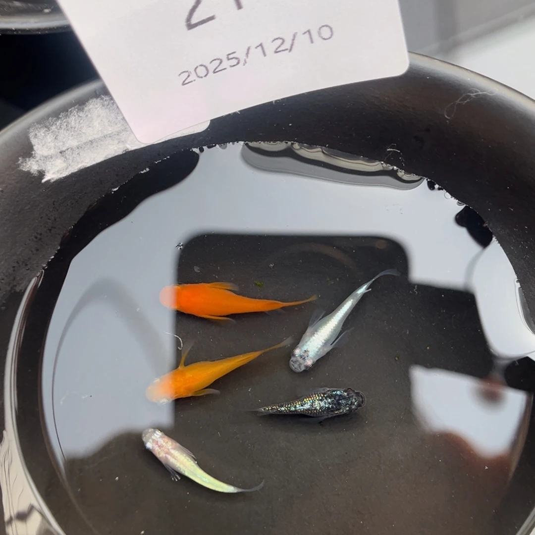 青鳉鱼210混搭段五尾