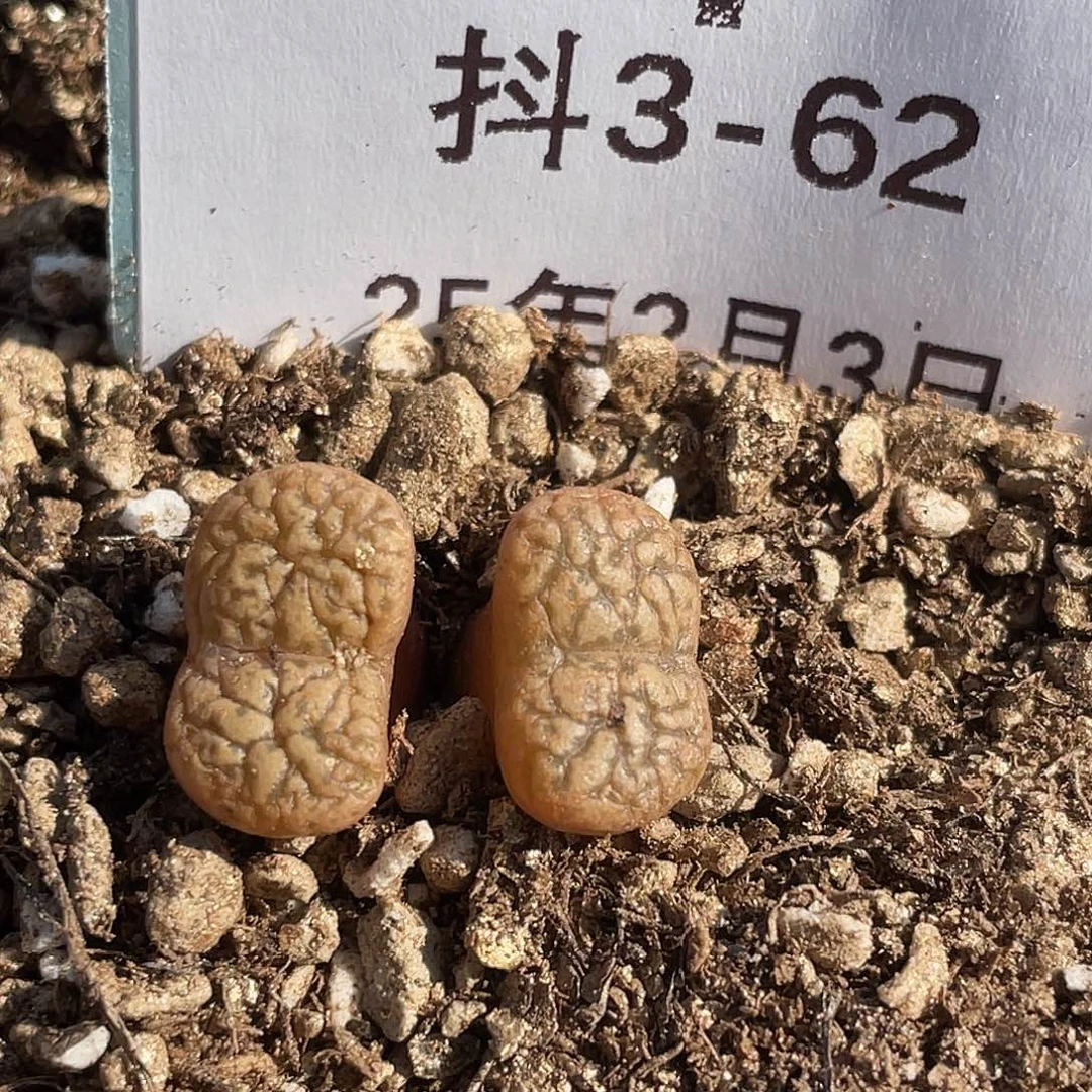 3-62鸟哈尼多肉植物