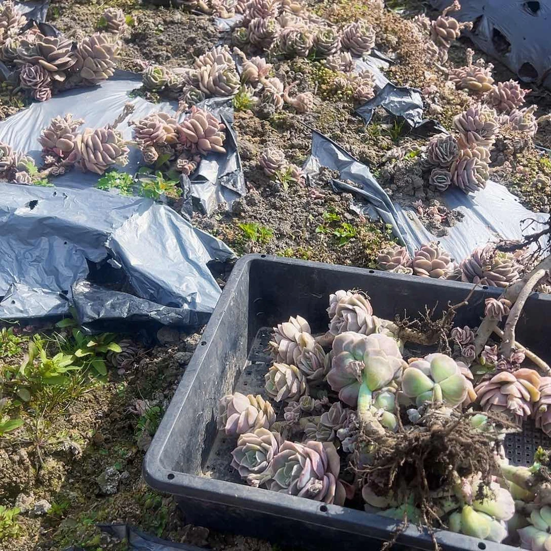 不售后5颗可爱玫瑰