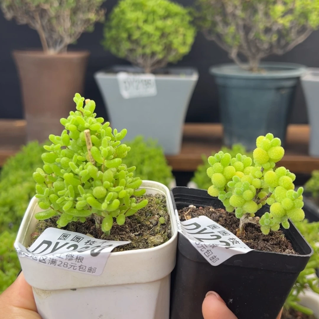 【闪购商品】网****0dy2230圣诞树蜜橘糖球2257金桔