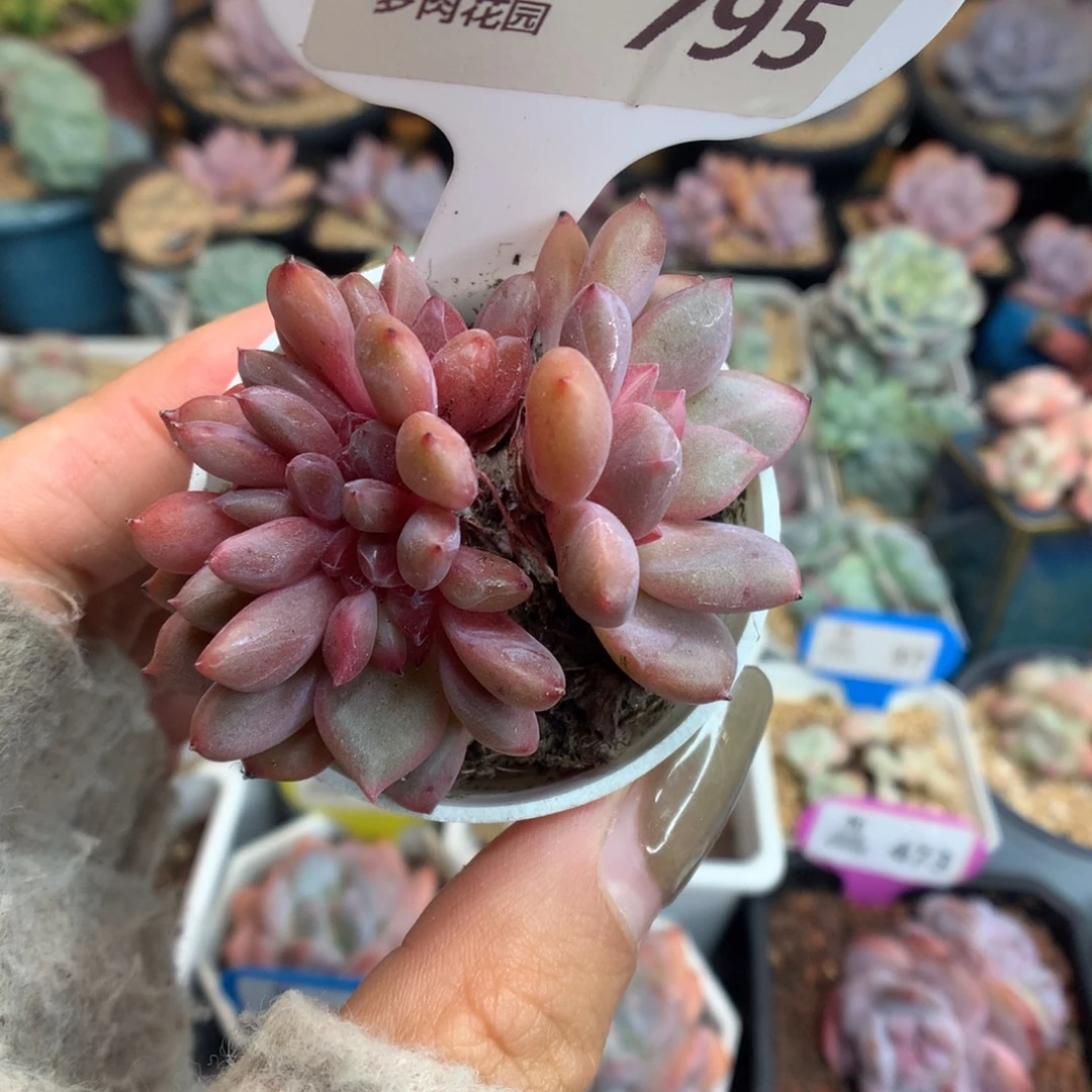795爱丽儿缀化多肉植物