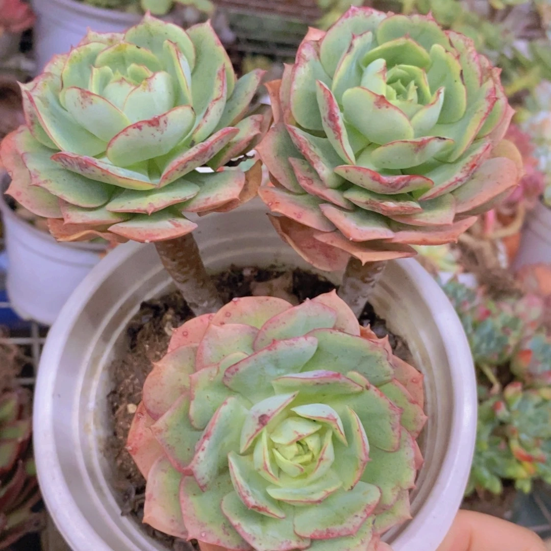 克罗地亚玫瑰三头起发