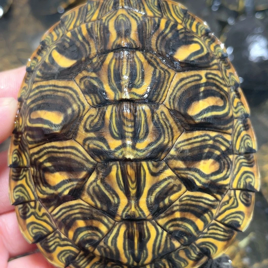 宠物龟不分公母8.6