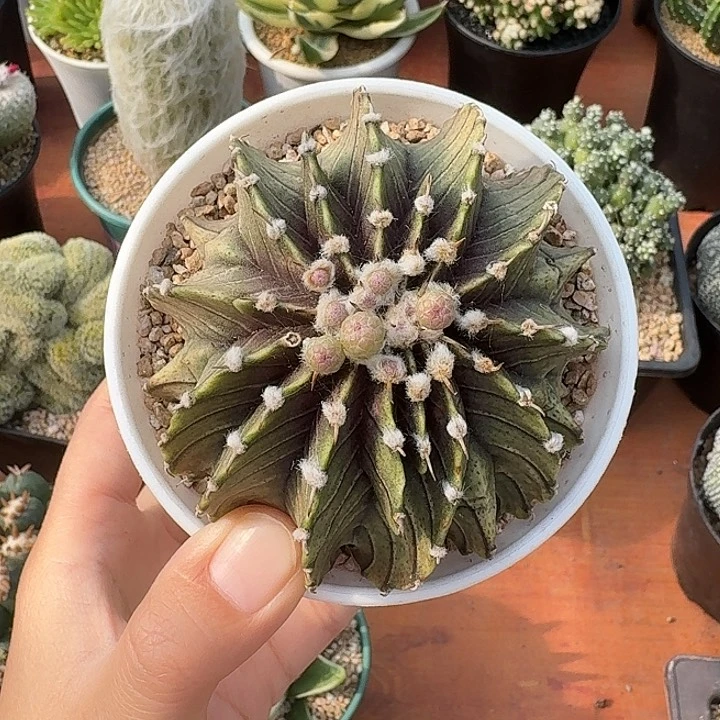 枫**?多棱肋骨牡丹仙人球