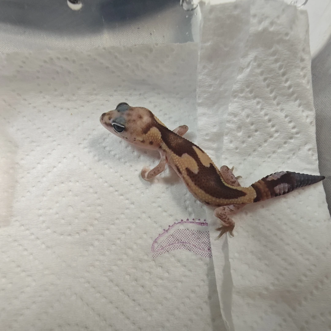 1肥尾守宫【祖鲁隐幽灵奥利奥】！满120包邮！夜间低于10度勿拍！！