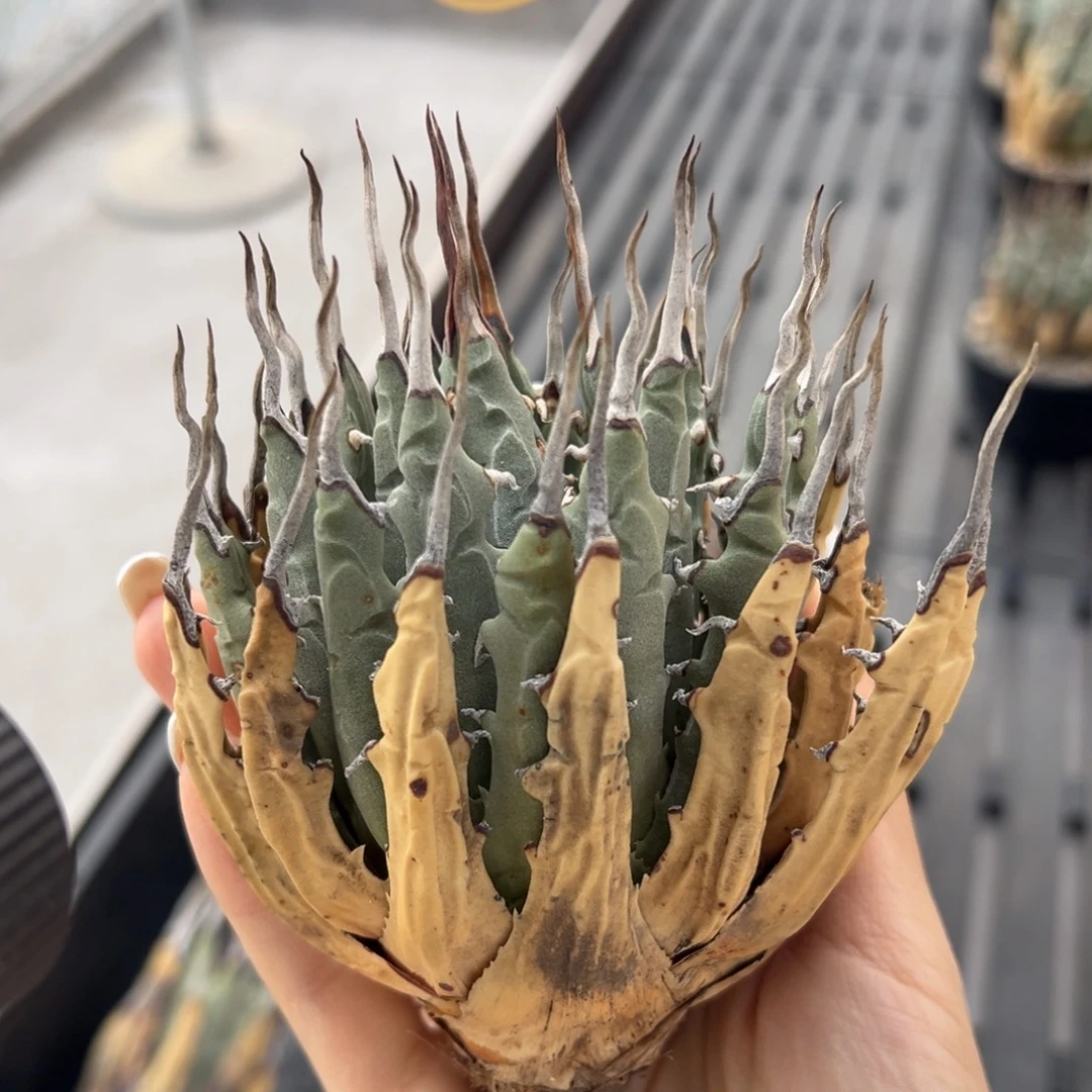 无花朵妖炎生桩福利