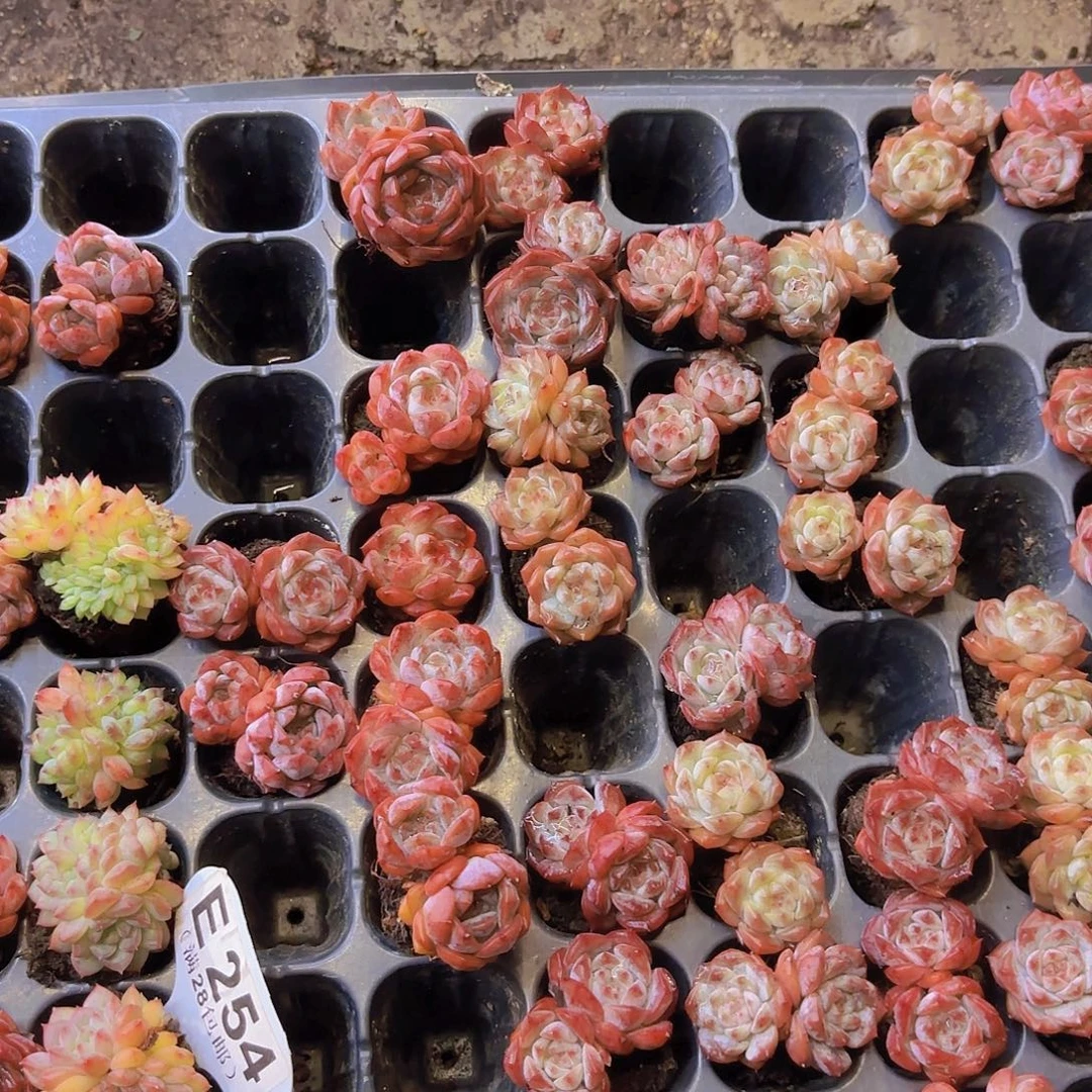 溏心老桩一颗量拍