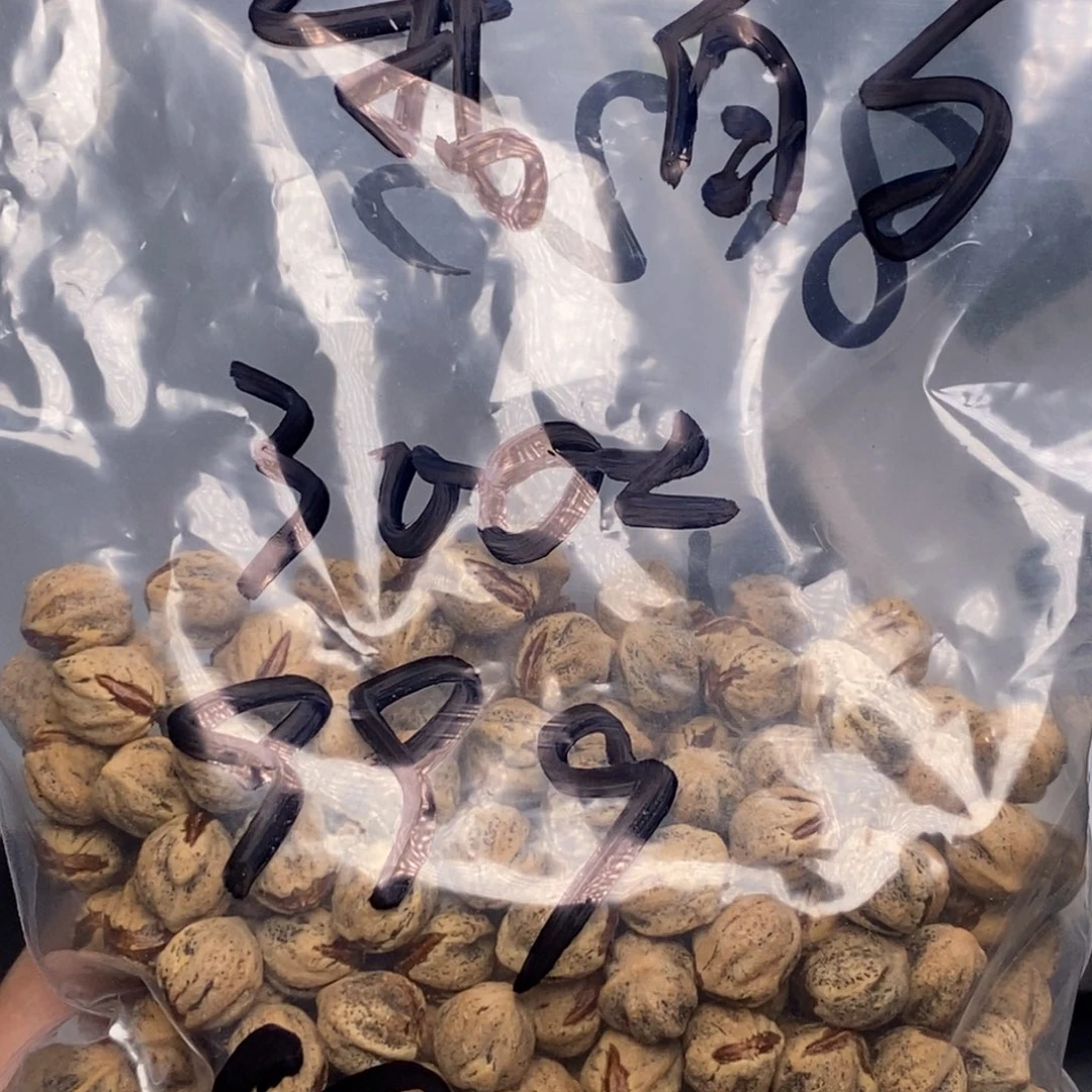 我***界吊坠柏香籽/百香籽