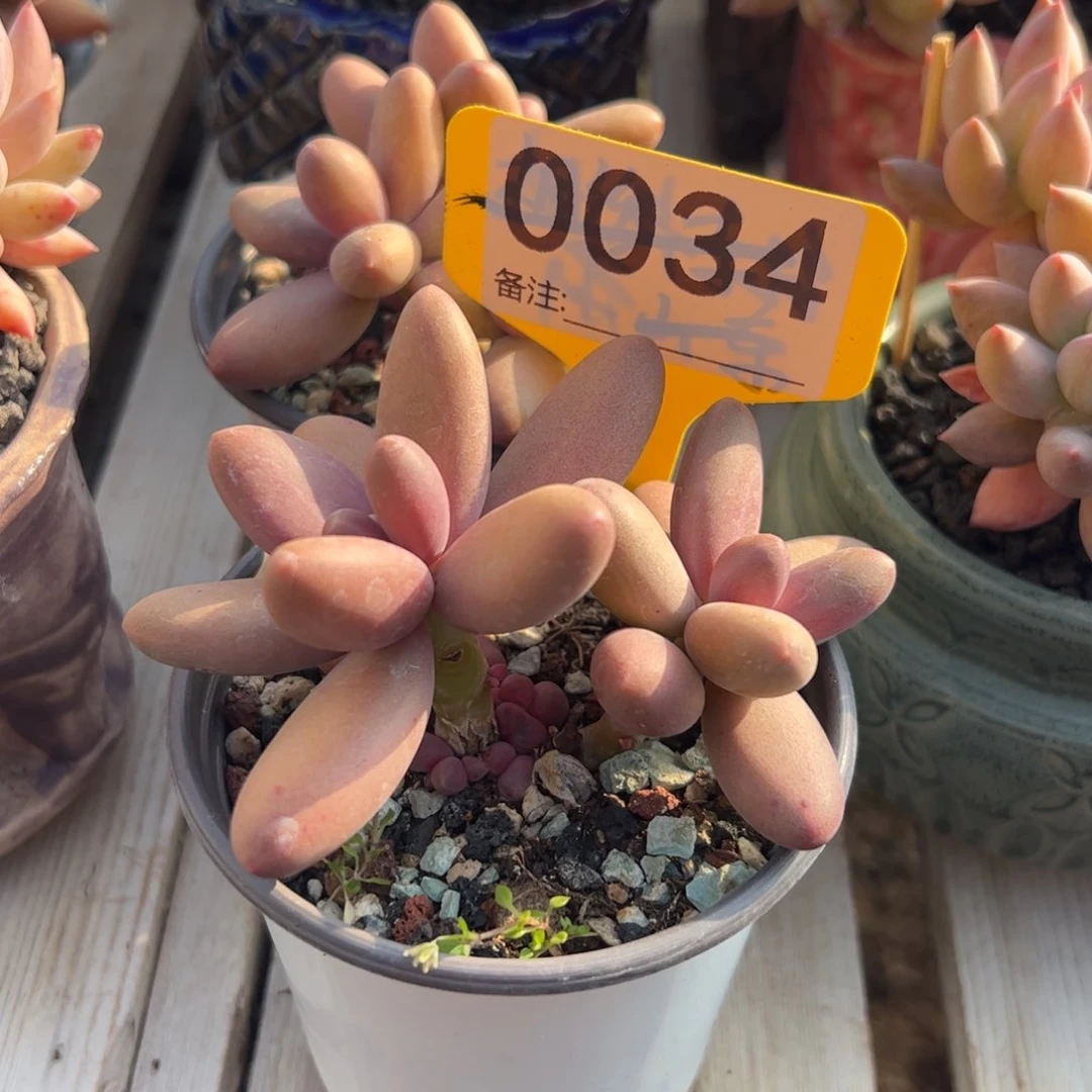 多肉植物糖果美人