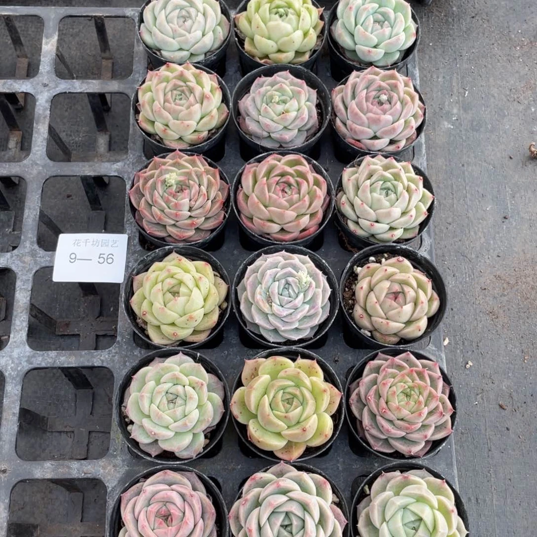 静*一物一拍18棵9-56