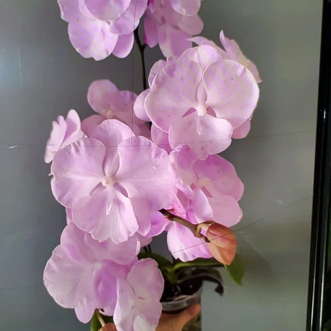 当前无花栽培后可以开花云朵2.8杯新苗凑单发货一颗不发货