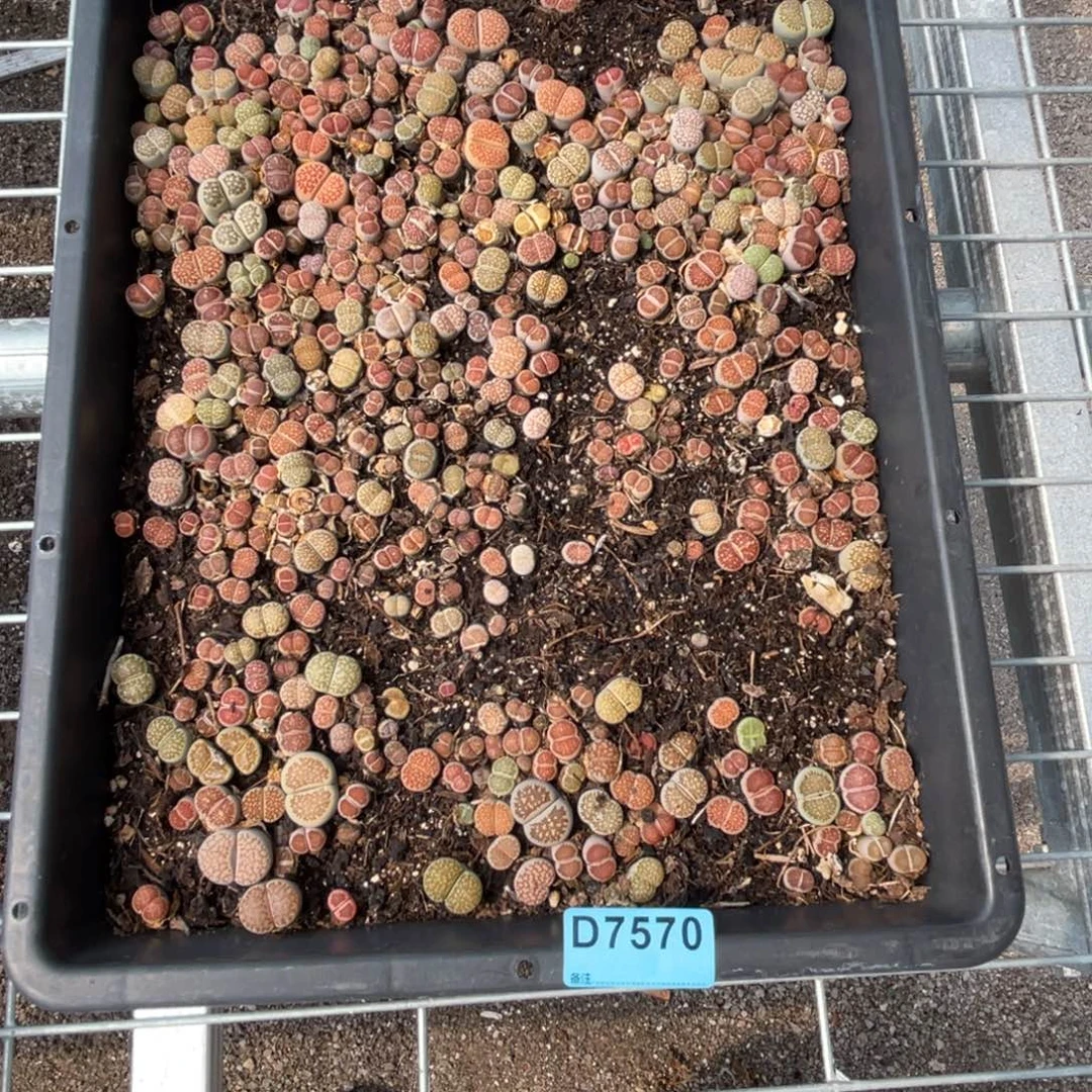 烟***南7570筐福利不售后