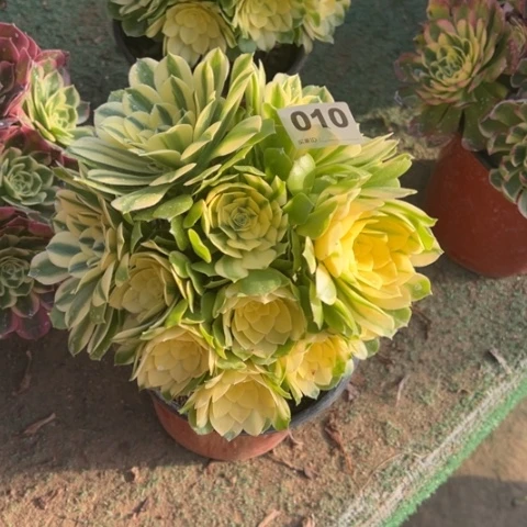 吖*010辛尼亚朵朵多肉，