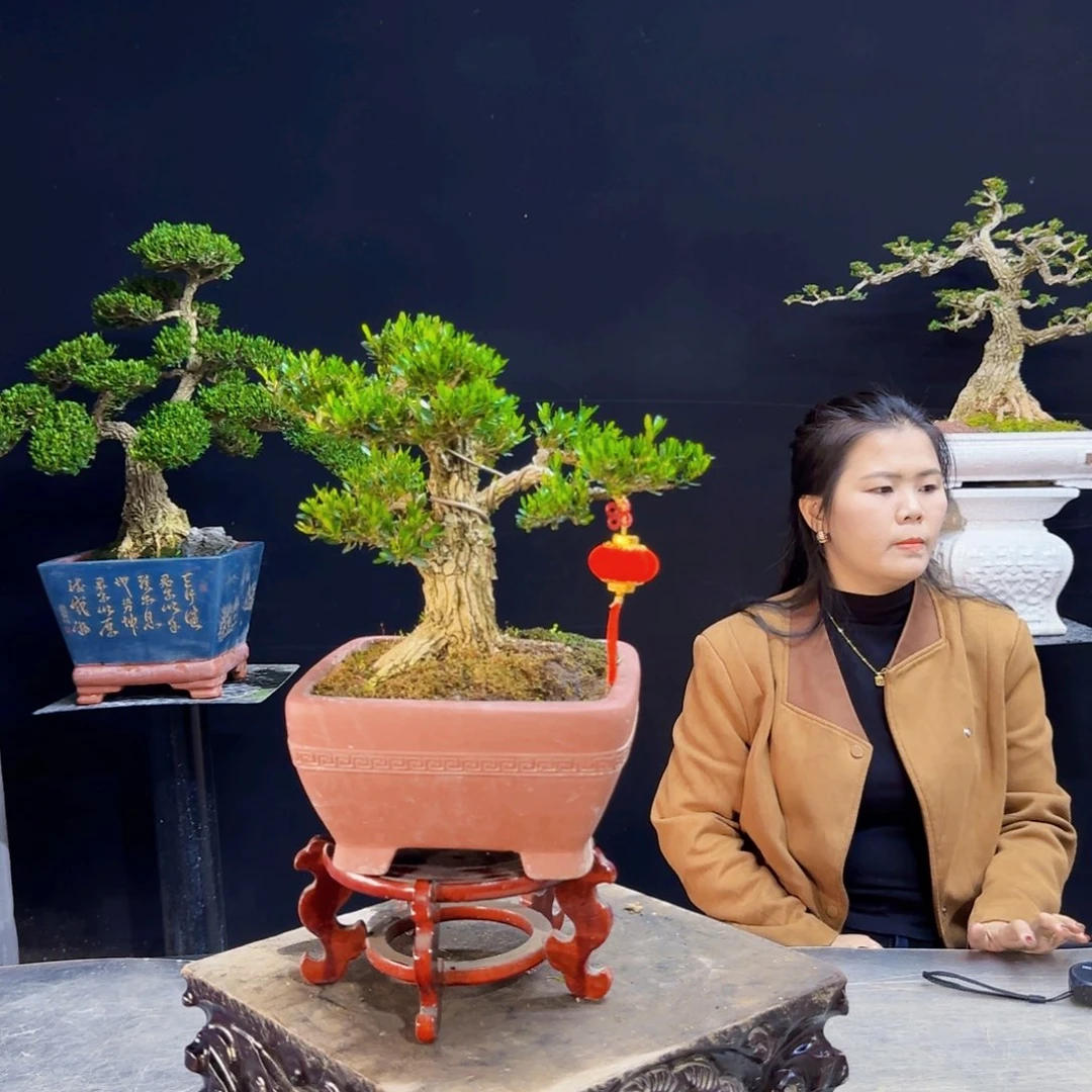 高端盆景福利多多