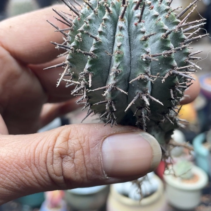 实生魁伟玉一物一拍