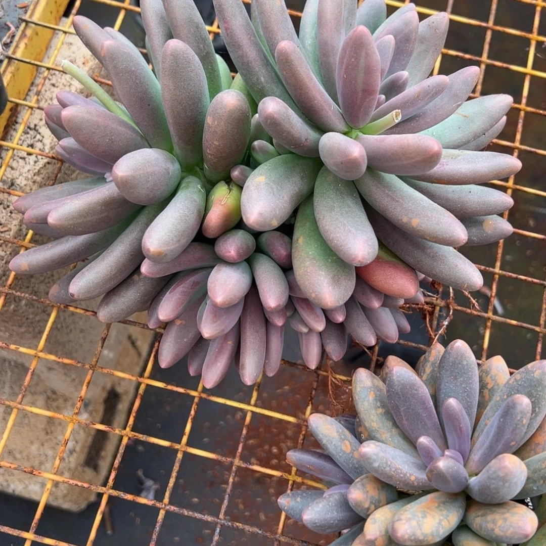 多肉植物黑美人一个