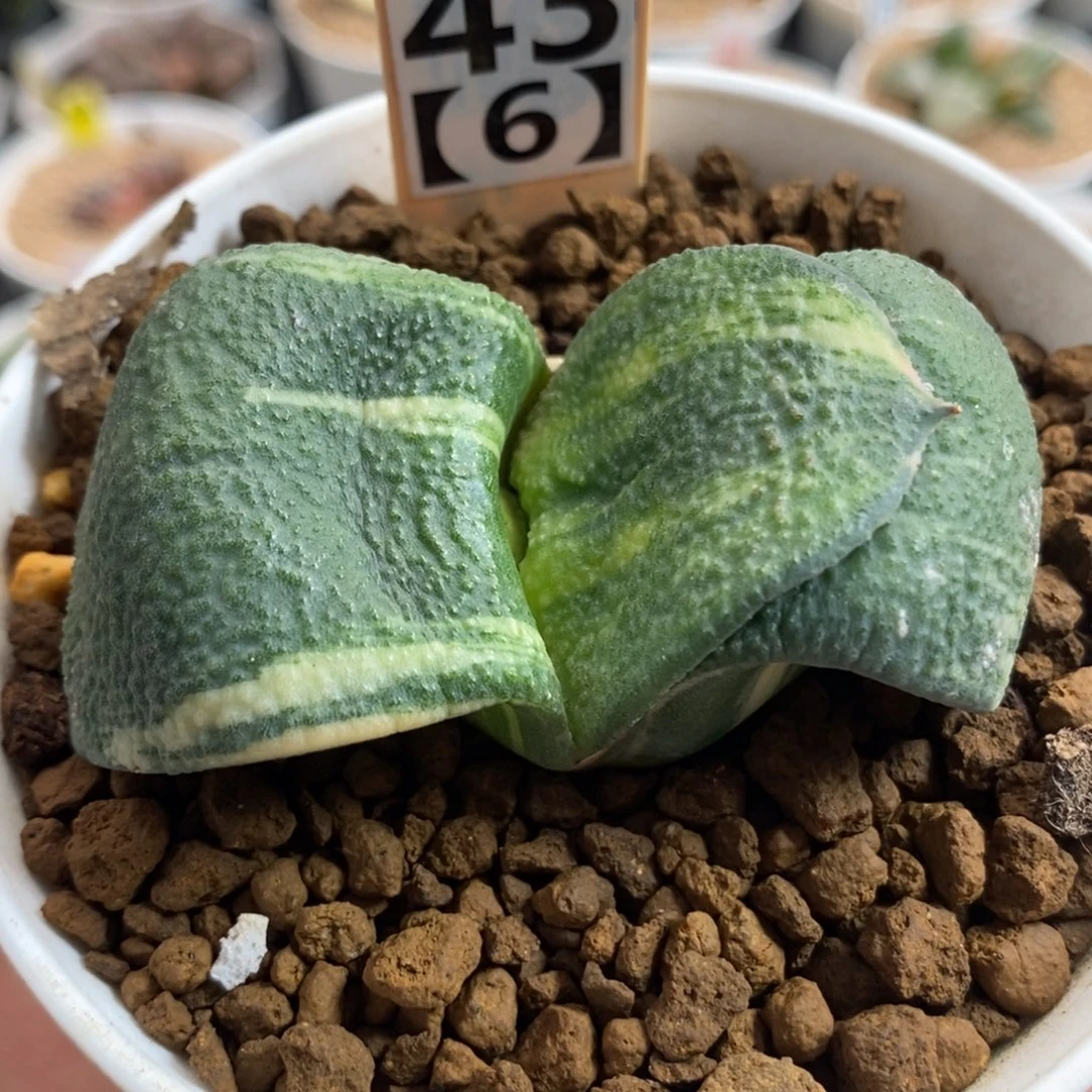 43实生军配卧牛锦一物一拍