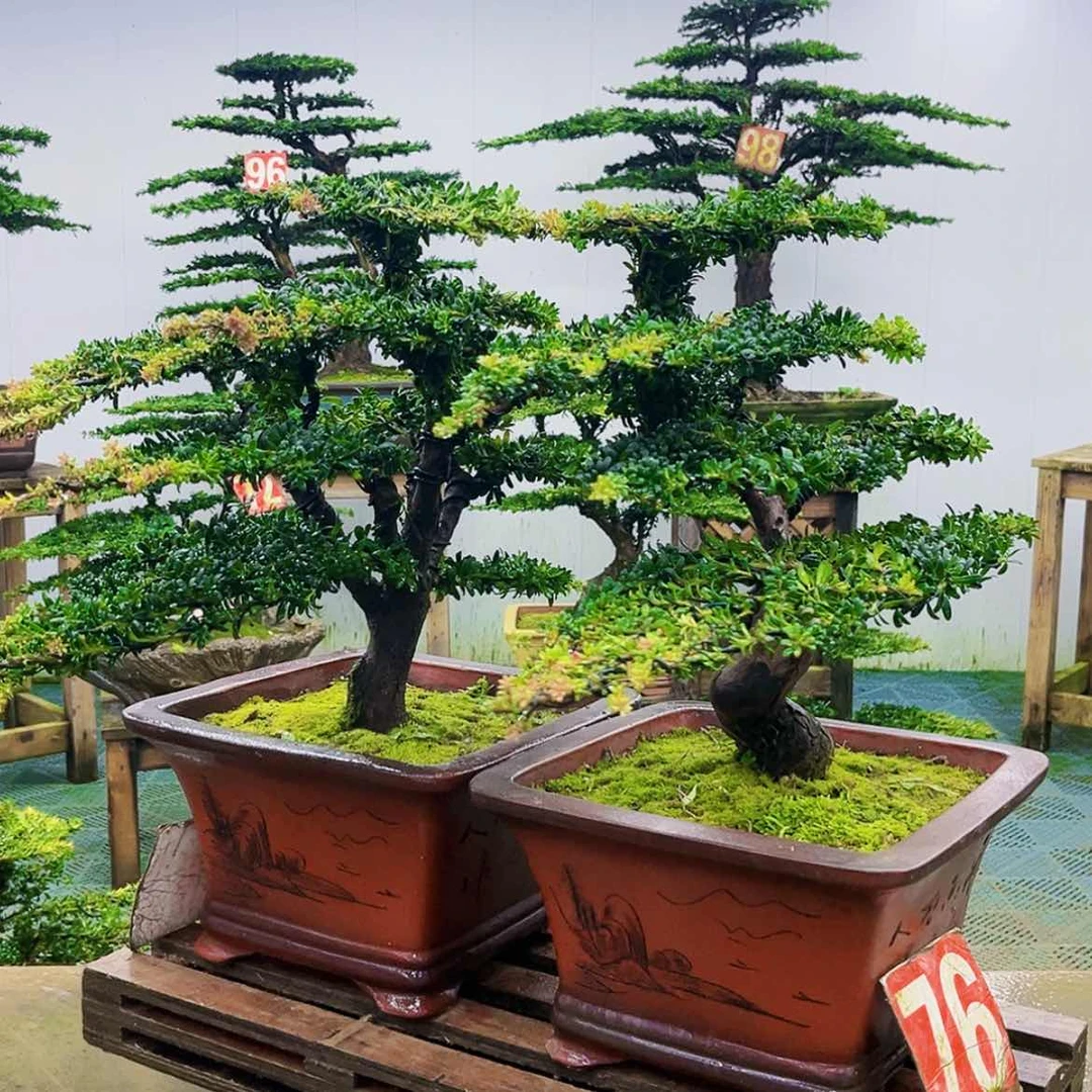 【闪购商品】无花朵