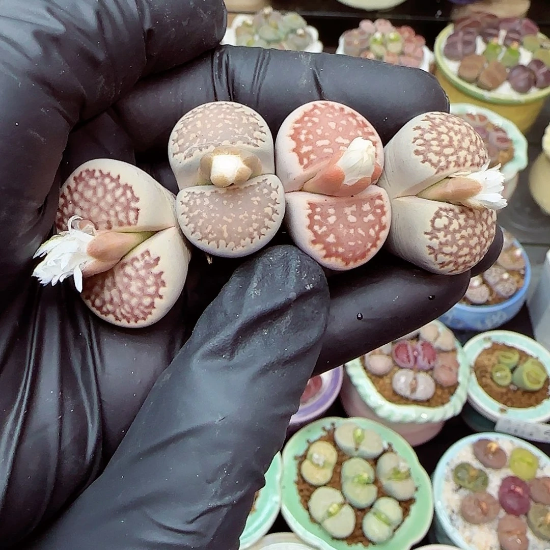 生石花满18包邮1114-47