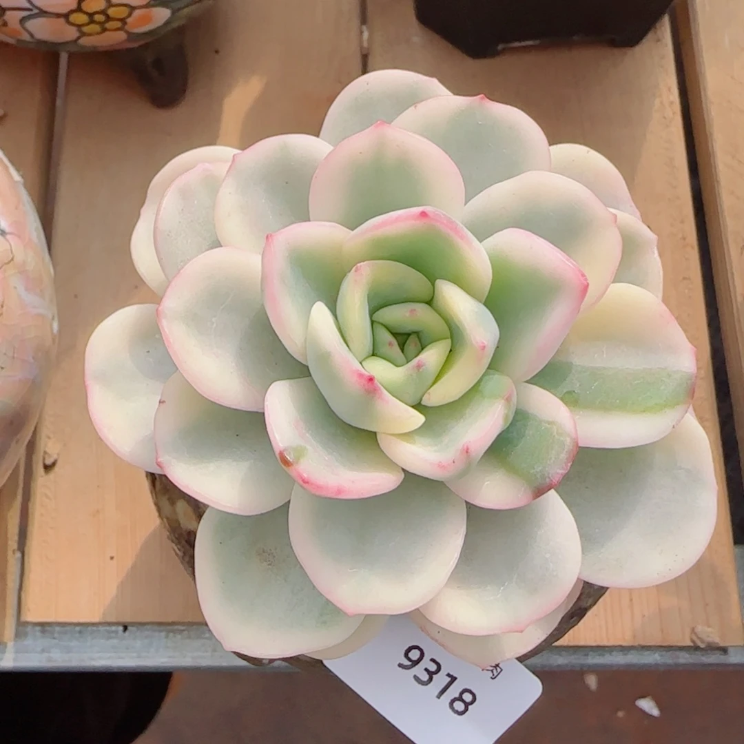 勇敢锦，9318多肉植物