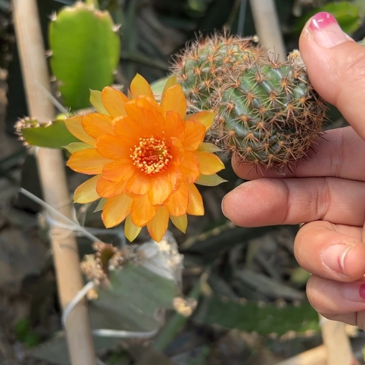 69丽花A47歪软无根侧芽3公分左右20包邮