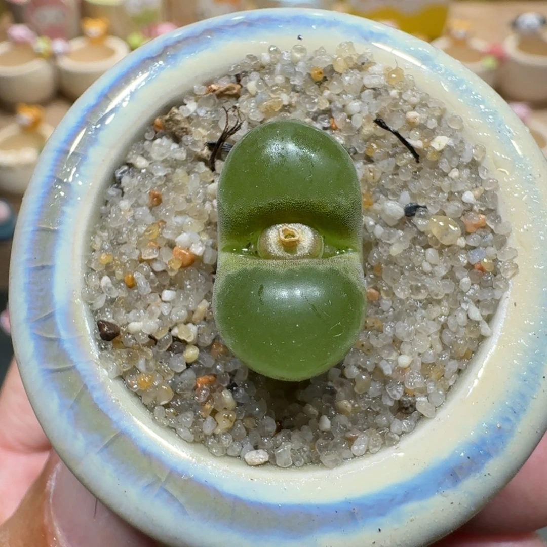蘑菇1287一颗1787.1磁铁多肉植物
