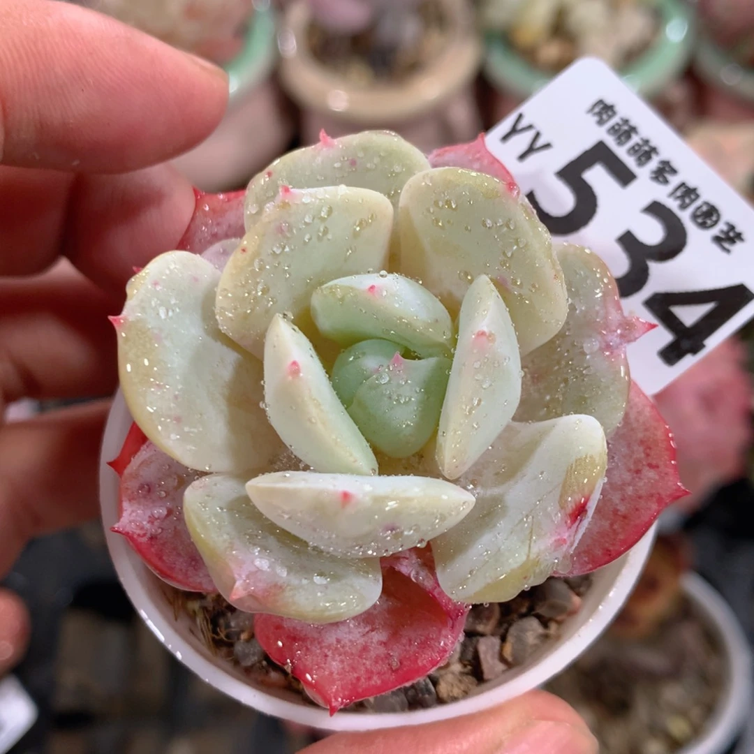 5CM拇指盆精控多肉YY534