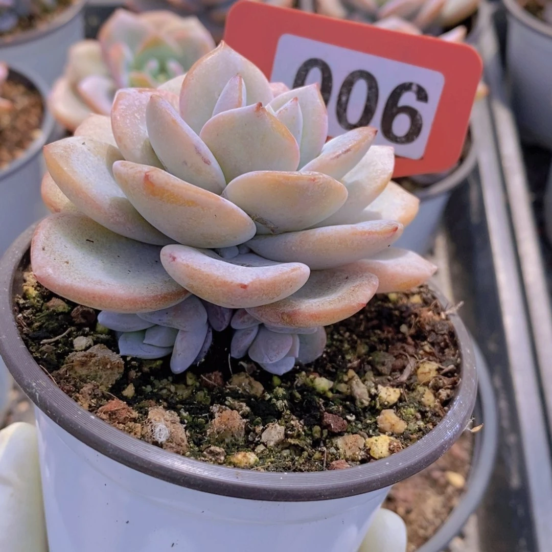 小***.006多肉植物111111