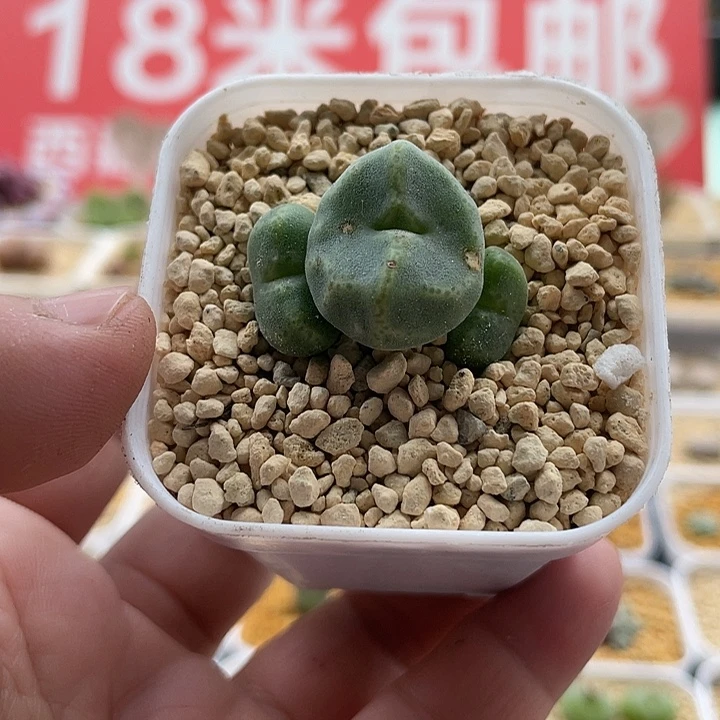 佳人园艺多肉生石花绿豆糕80