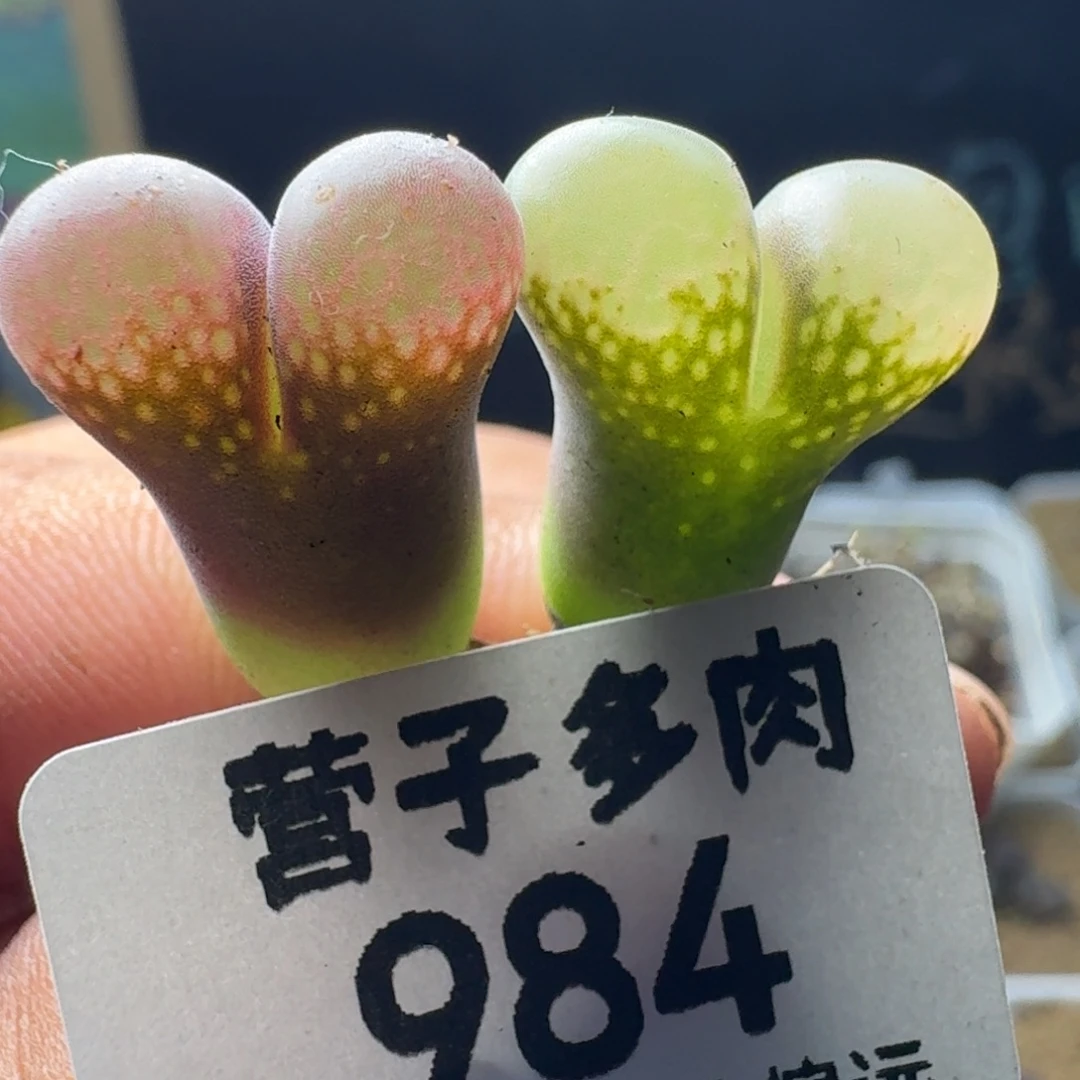 红宝石