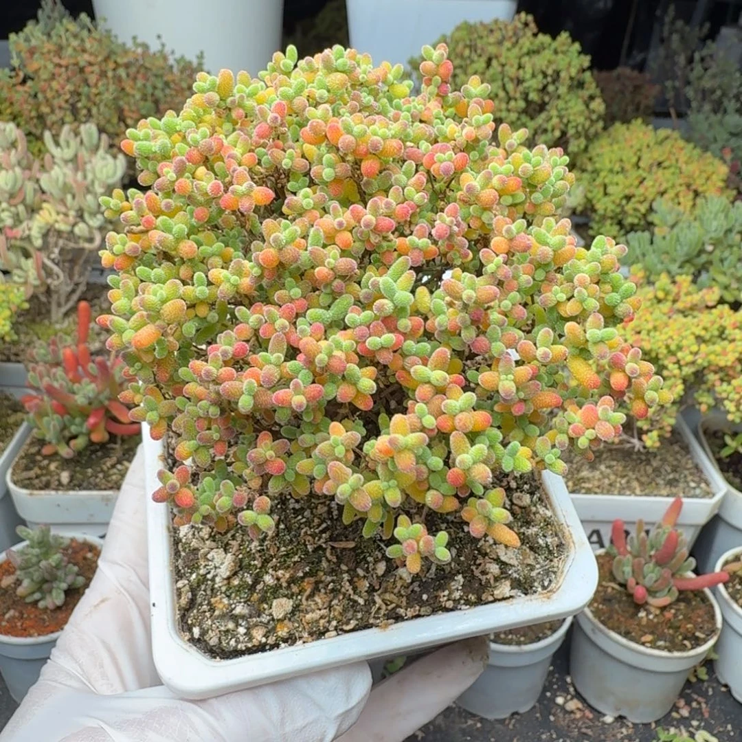 A237蜜橘糖球一物一拍