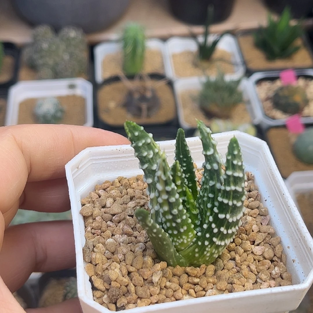 硬叶十二卷一颗一颗