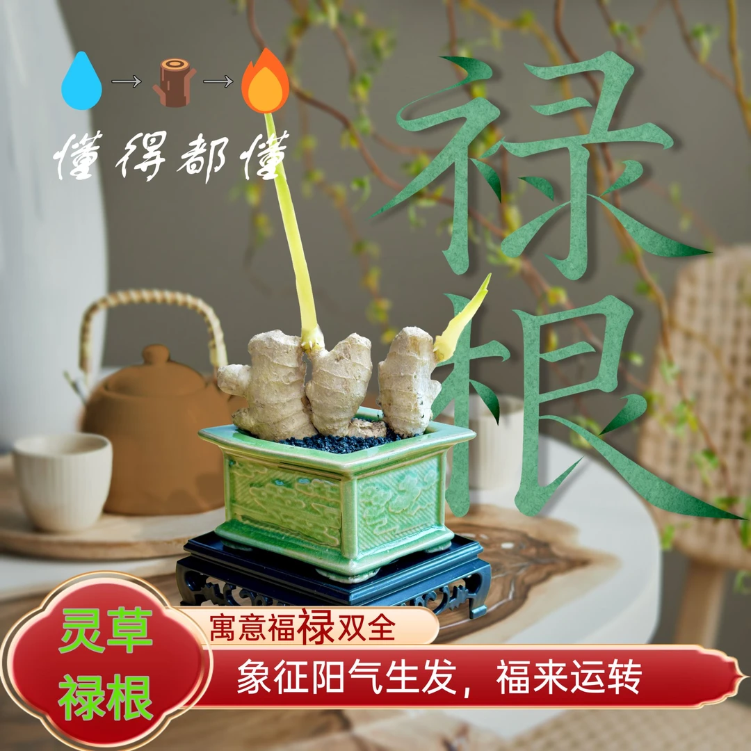 禄根「灵草-寓意福禄双全」姜苗阳气满满带芽客厅桌面办公室小盆景