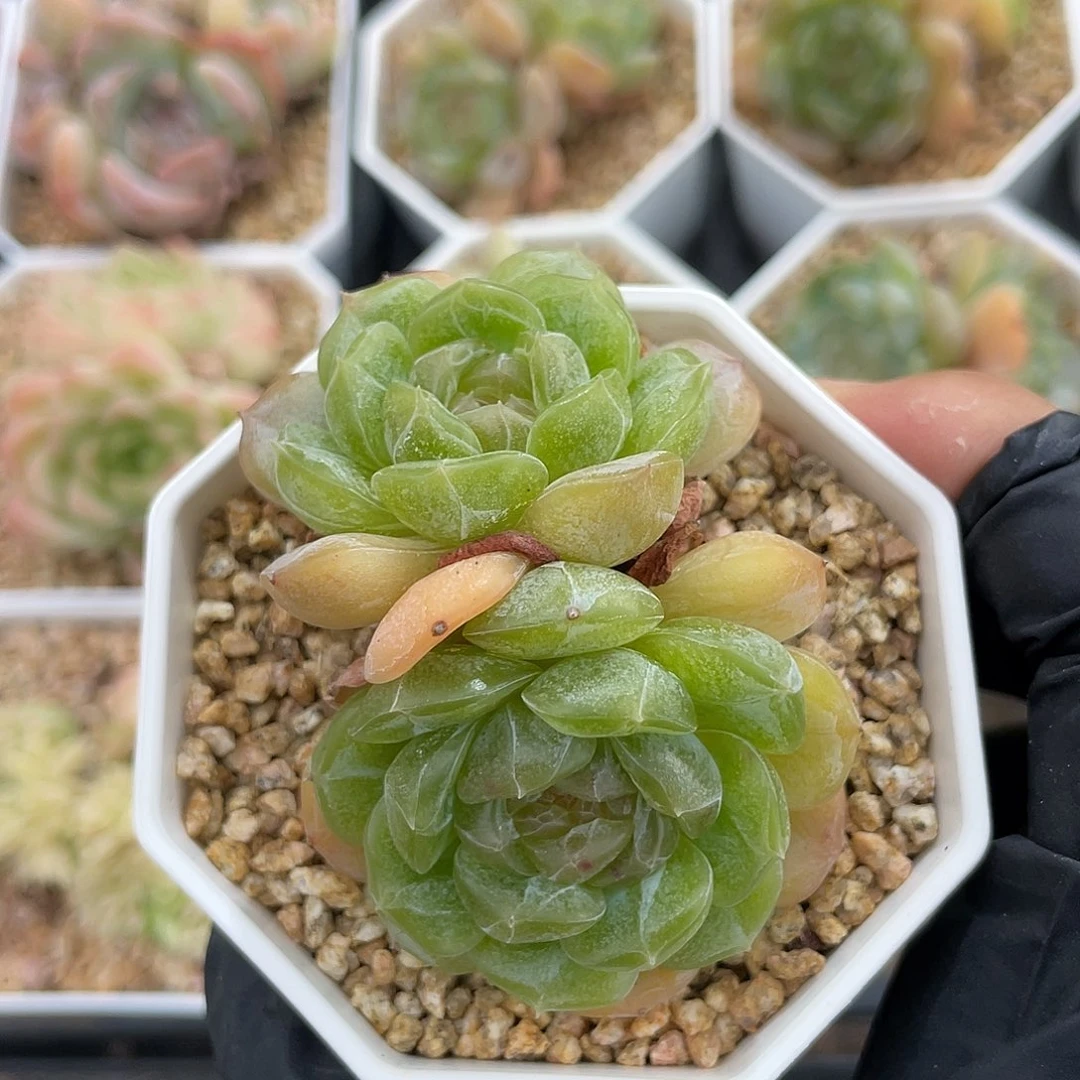 优选白恋福利201