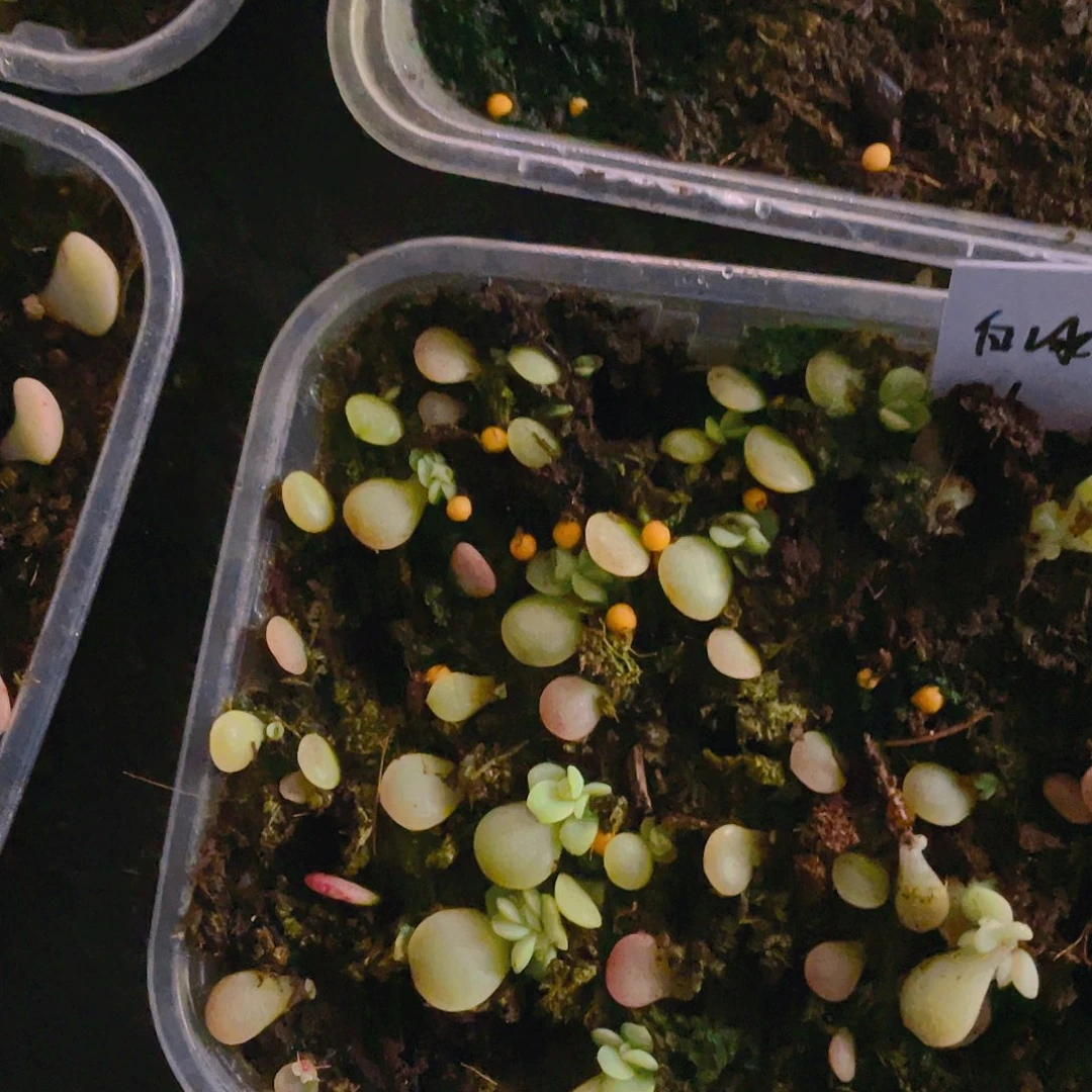 白冰芝麻苗一个满25包邮