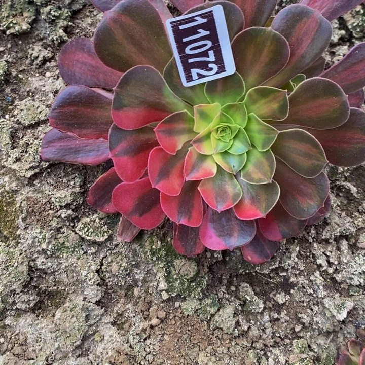 11072号粉体美杜莎花脸