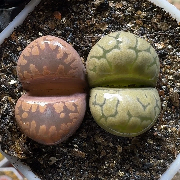 生石花111111。  162