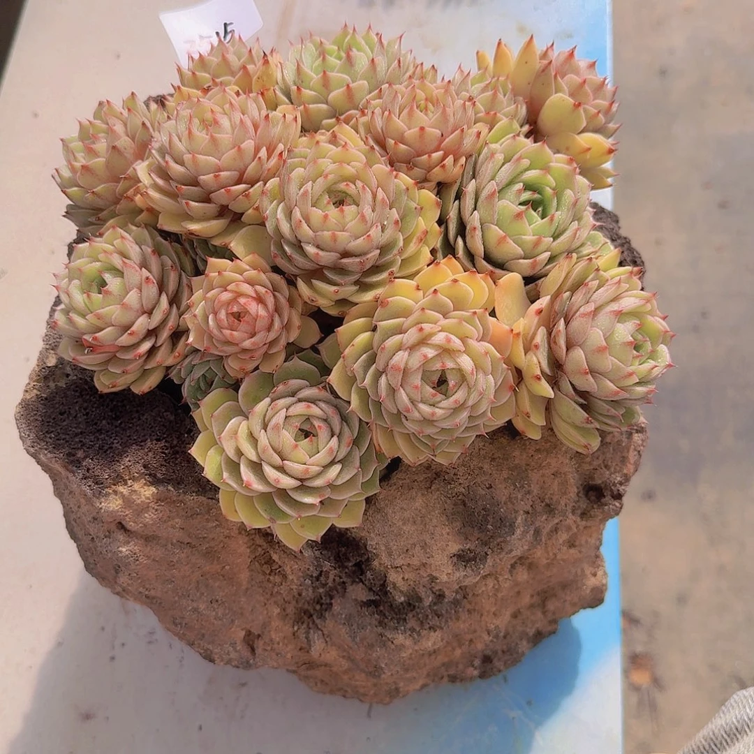2515本吧多肉植物