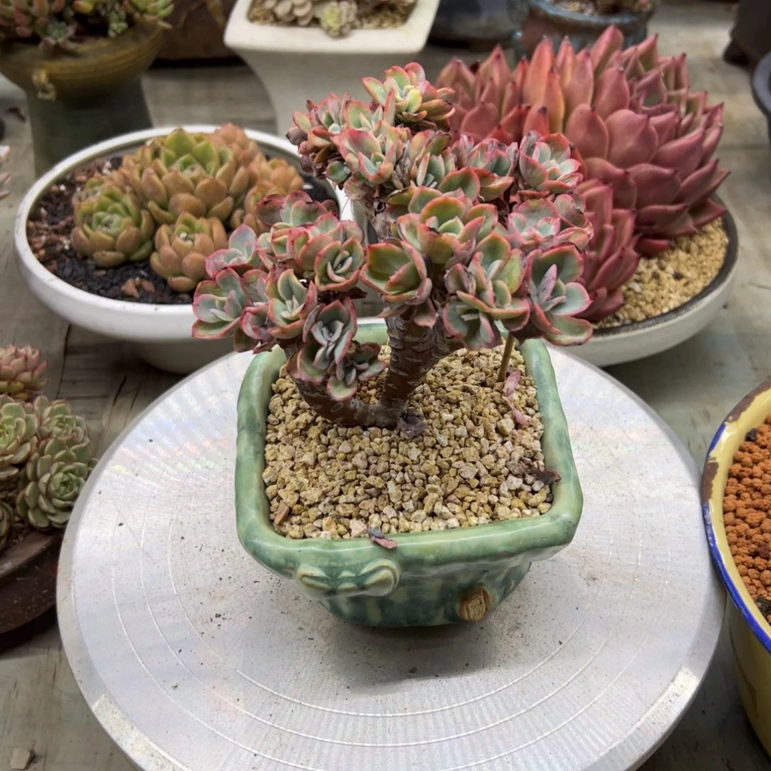 蝴蝶有伤19.9 零零多肉植物