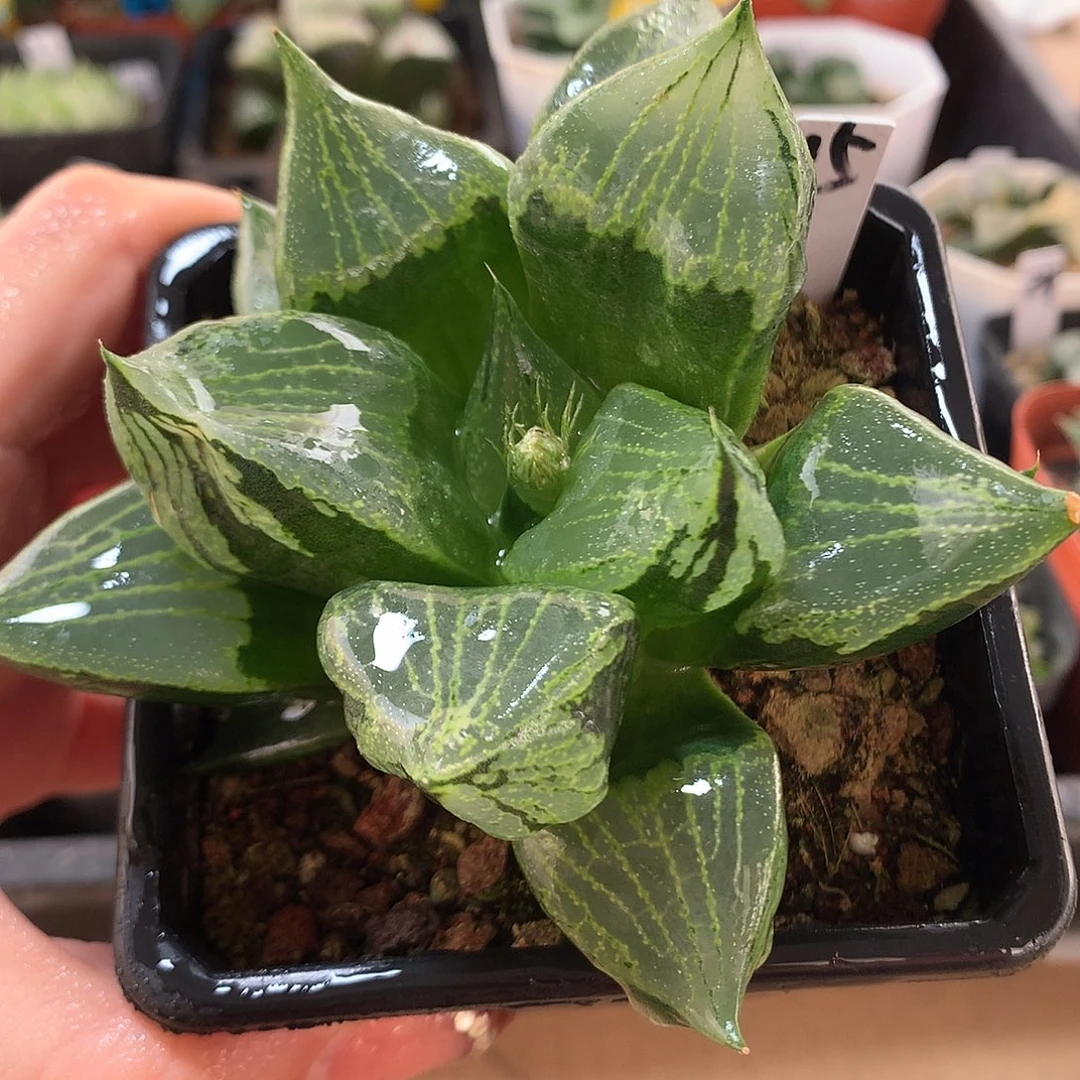 15号裹般若带盆土