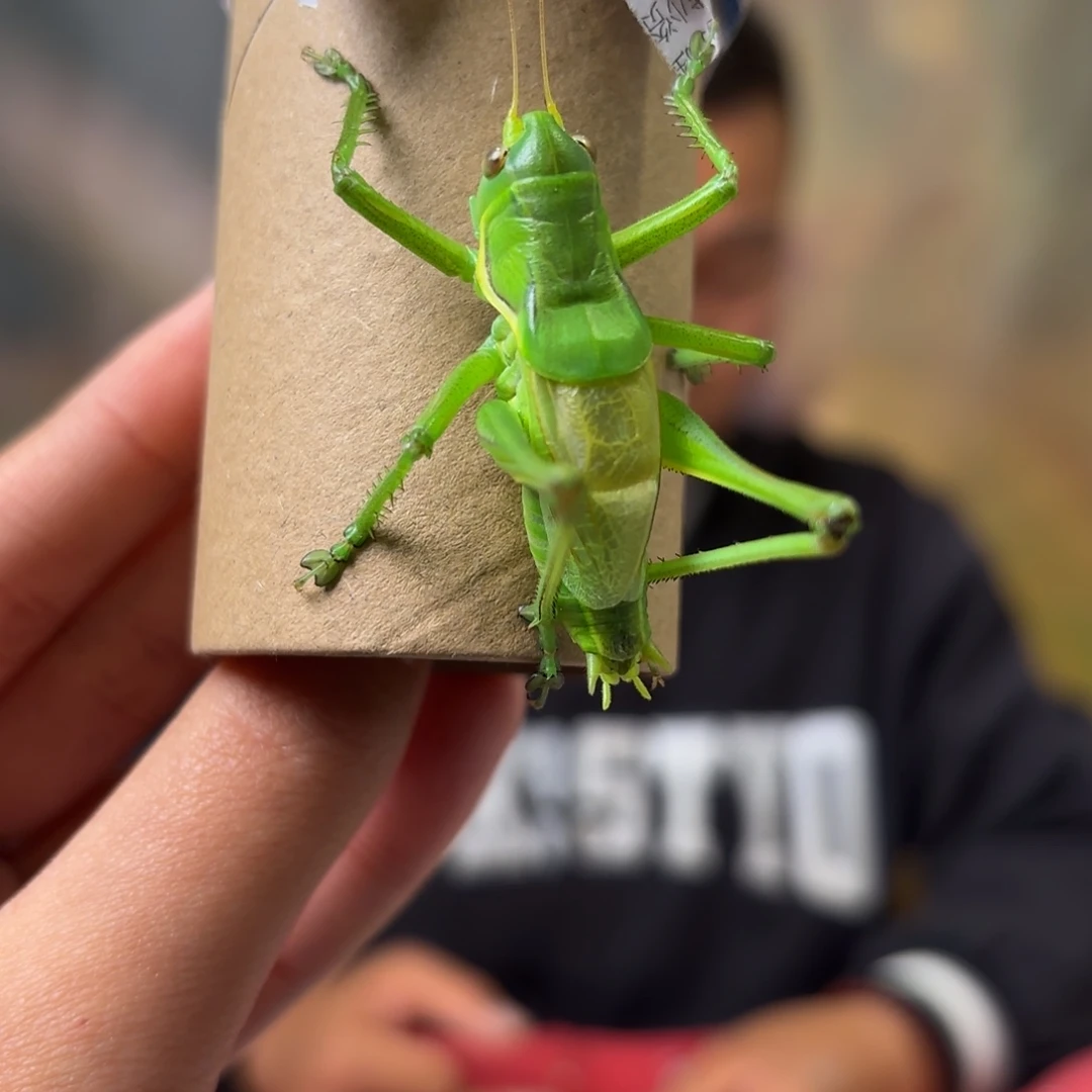 ****c蝈蝈蝈蝈福福价格