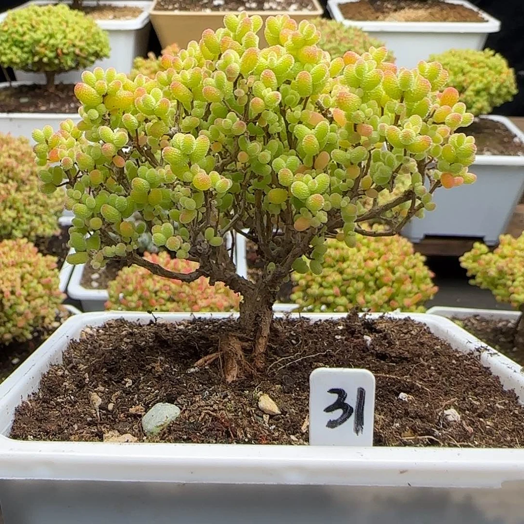 金桔糖球一物一拍