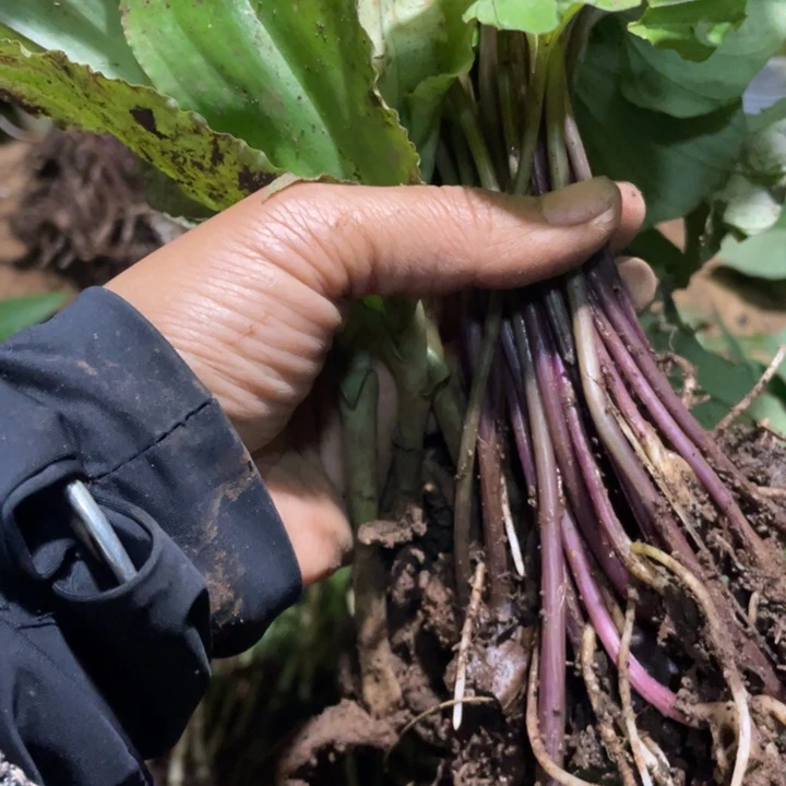 不开花植物不开花植物