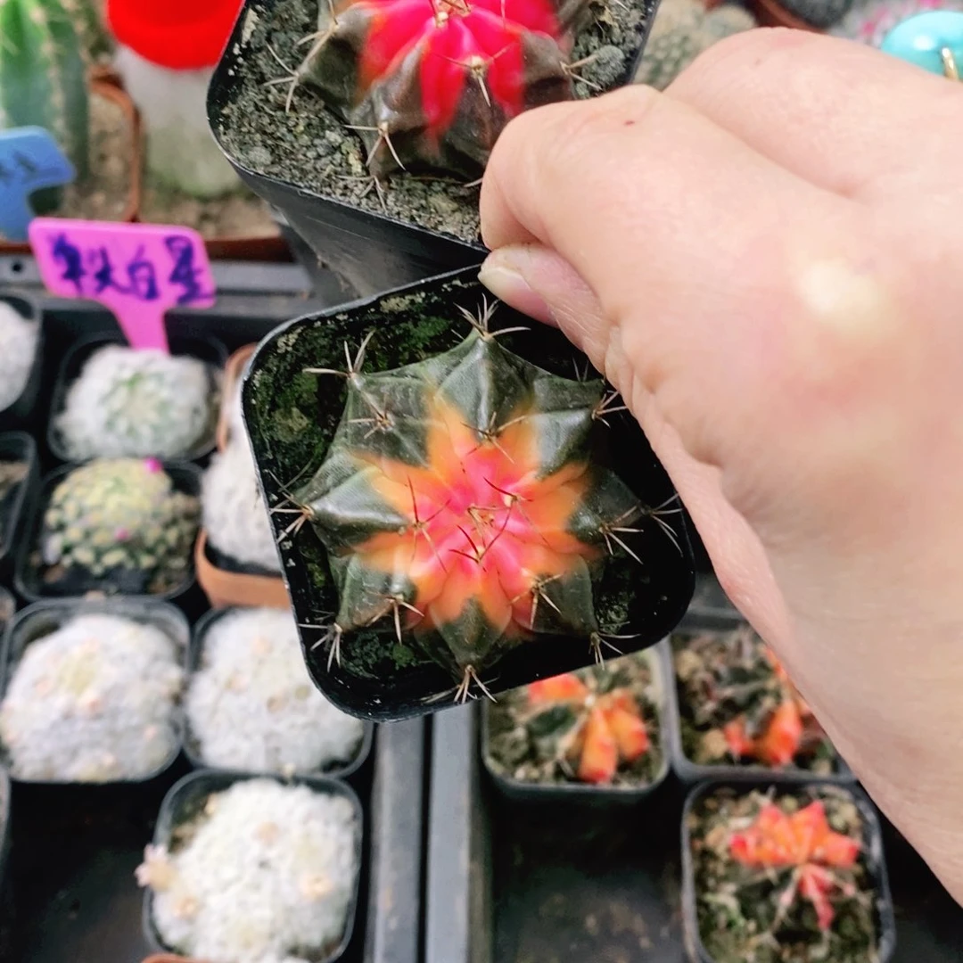 一物一拍牡丹锦无售后