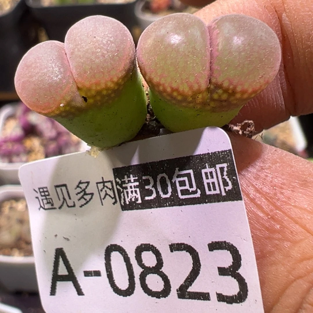 多肉植物111111111111