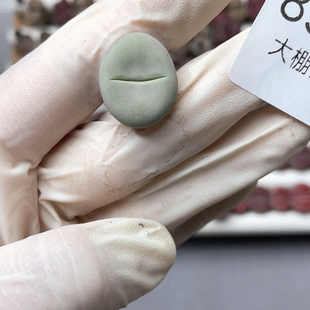 风***名8314大棚清仓甩卖了