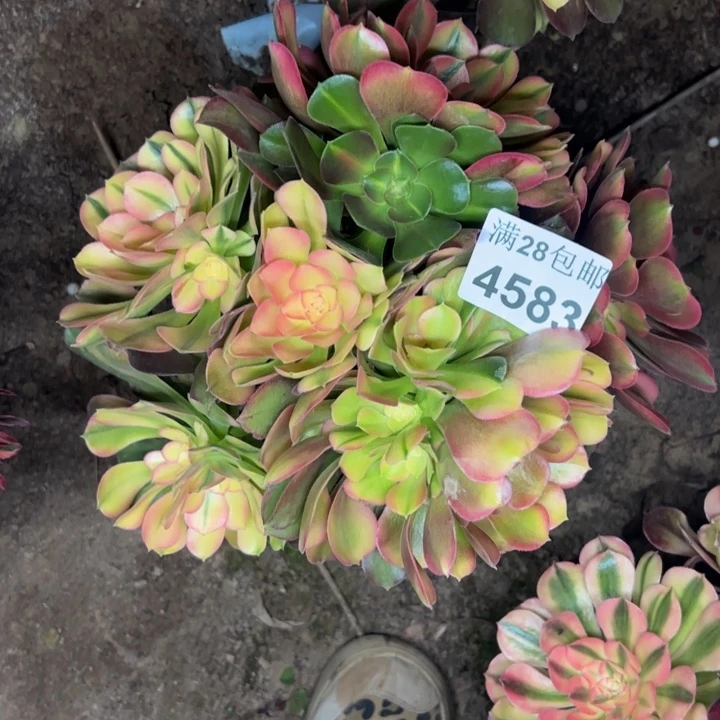 4583南香妃多肉植物