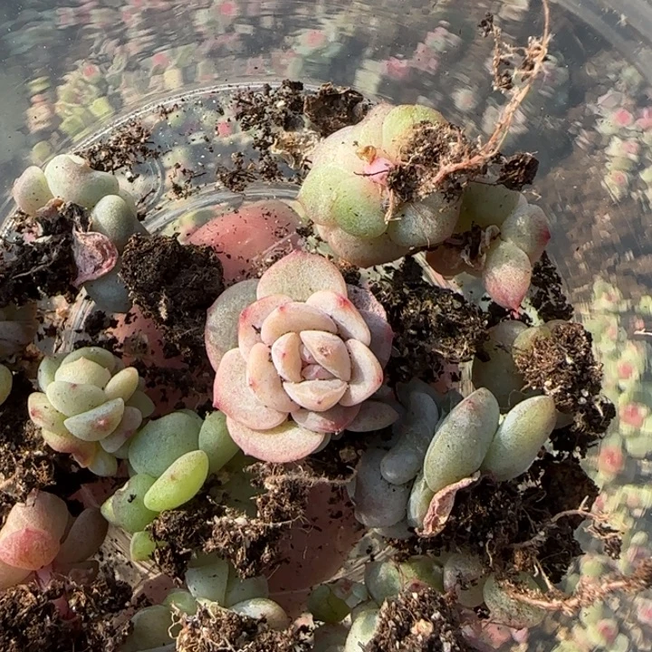 8 绝绝子珍妮一盘