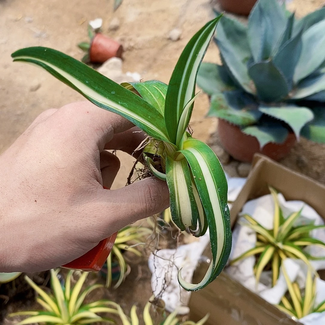 鹦鹉嘴黄中斑侧芽一棵